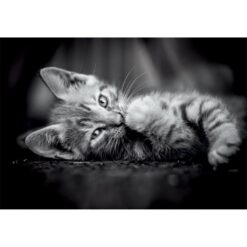 Alternative view of Clementoni High Quality Collection Puzzel Kitten 1000 Stukjes + Poster